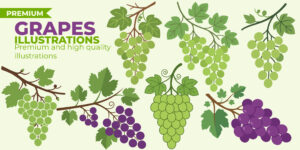 5-GRAPES illustrations pack