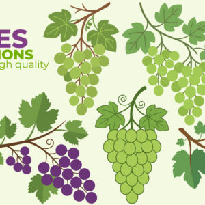Grapes Illustration Pack